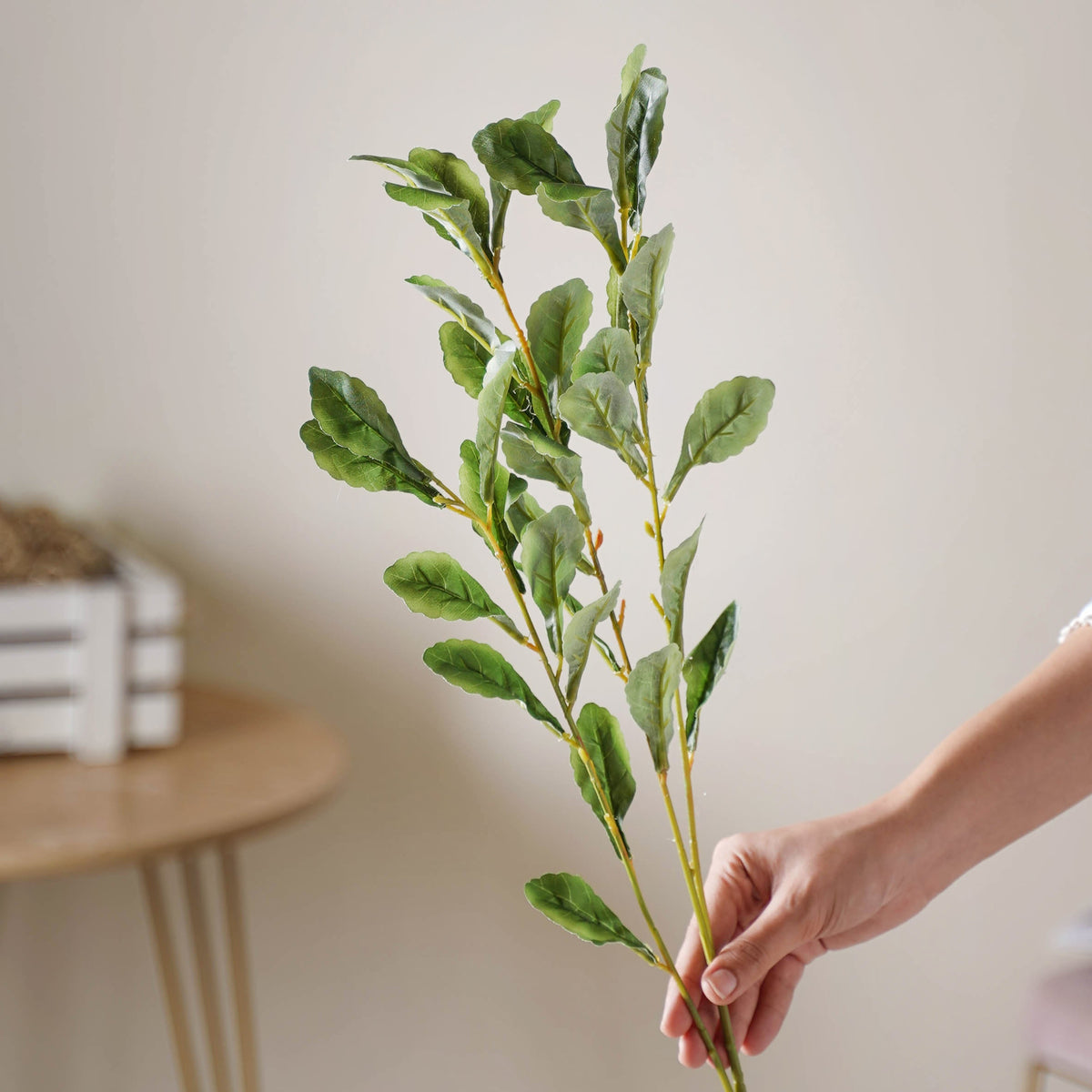 Tall Leaf Stem Nestasia