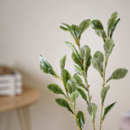 Tall Leaf Stem Nestasia