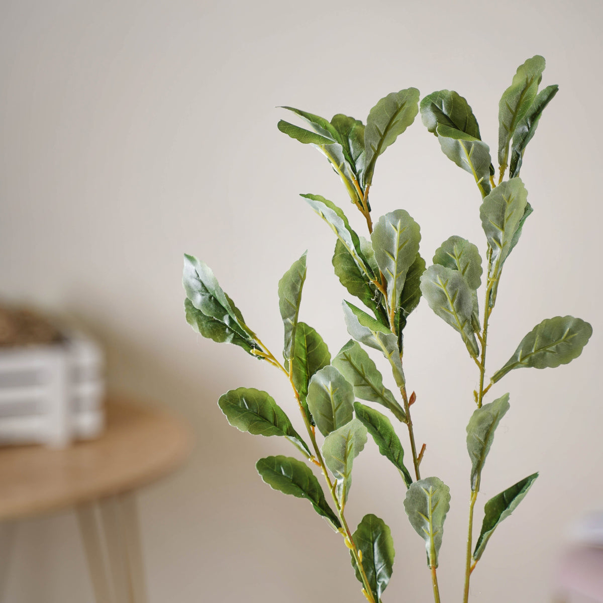 Tall Leaf Stem Nestasia