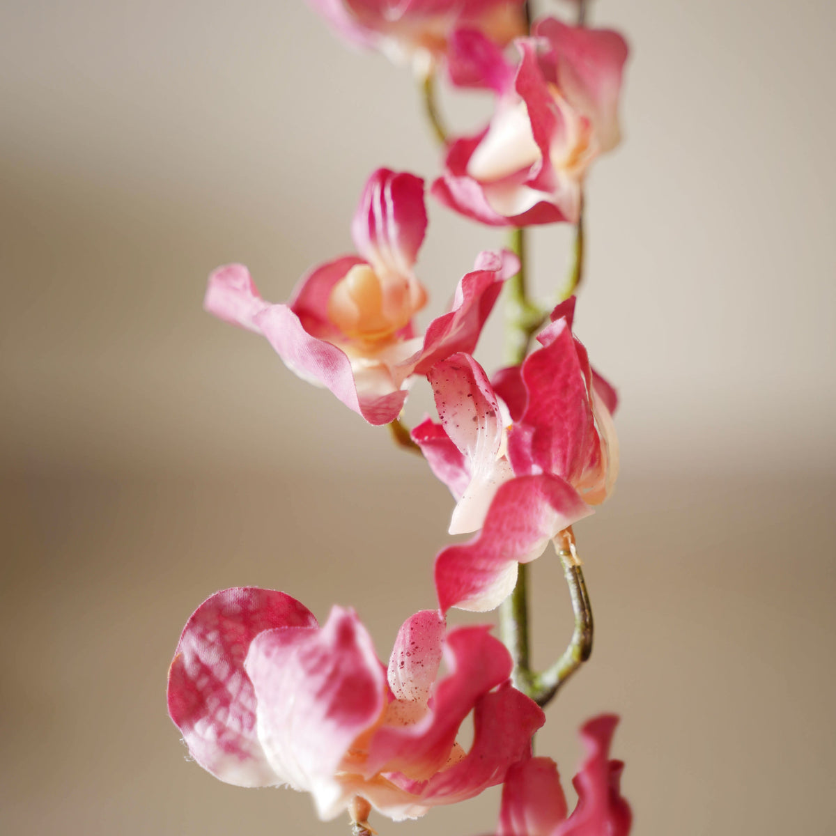 Floral Stem Nestasia