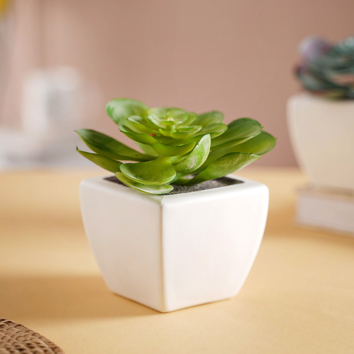 Bonsai Plant Nestasia