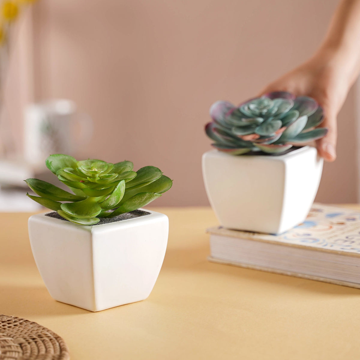 Bonsai Plant Nestasia