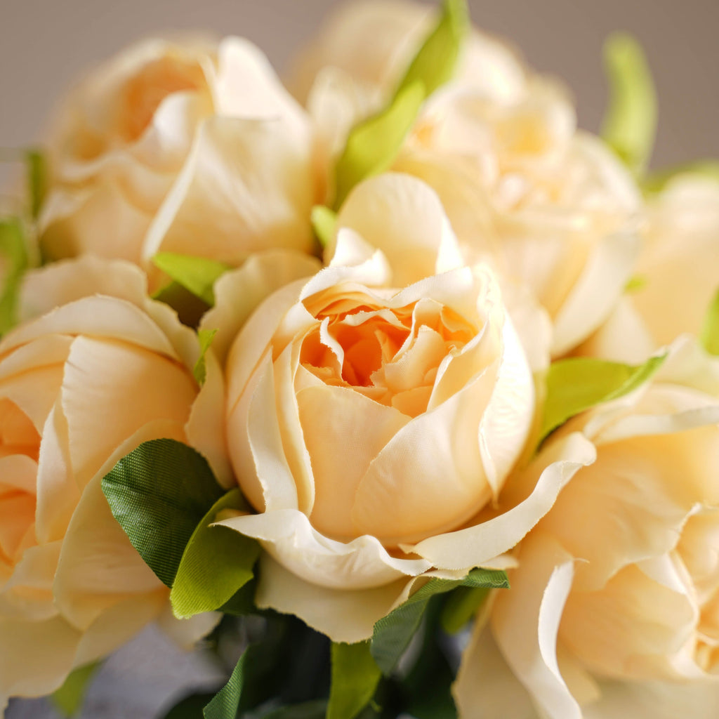 Aesthetic Roses Nestasia