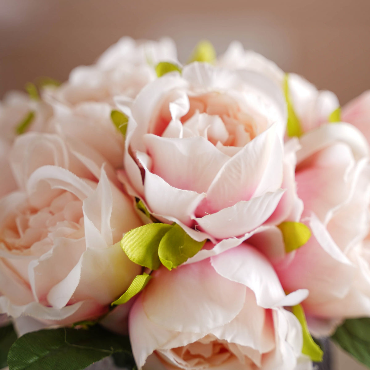 Aesthetic Roses Nestasia
