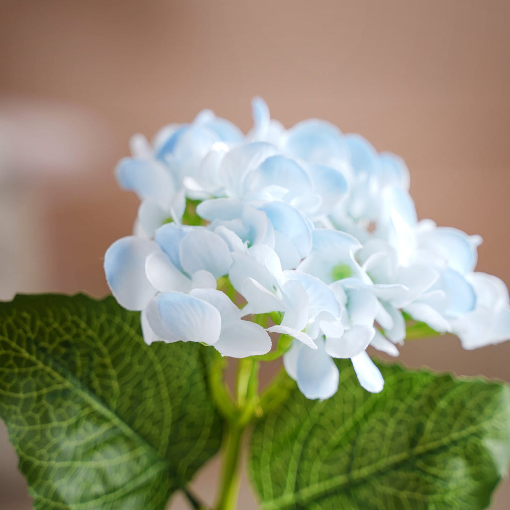 Hydrangea Blossom Nestasia