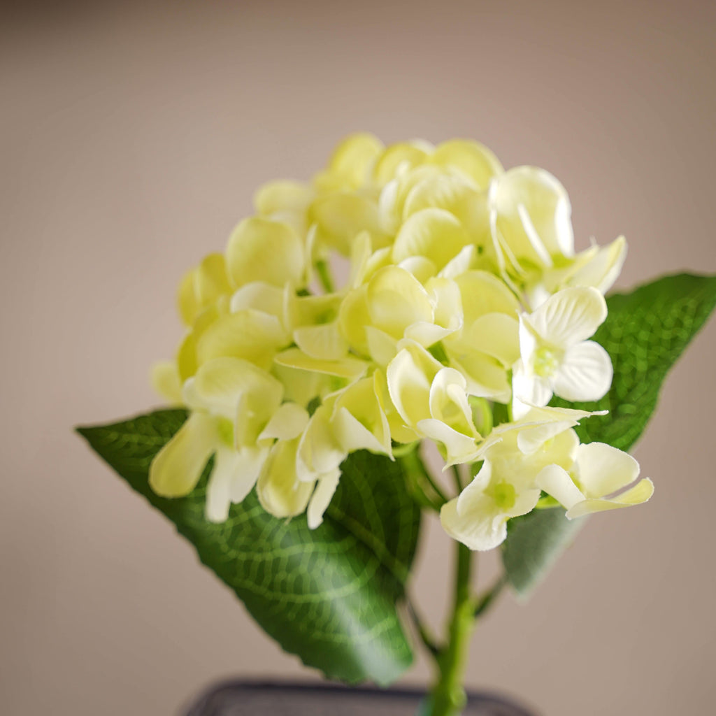 Hydrangea Blossom Nestasia