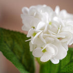 Hydrangea Blossom Nestasia
