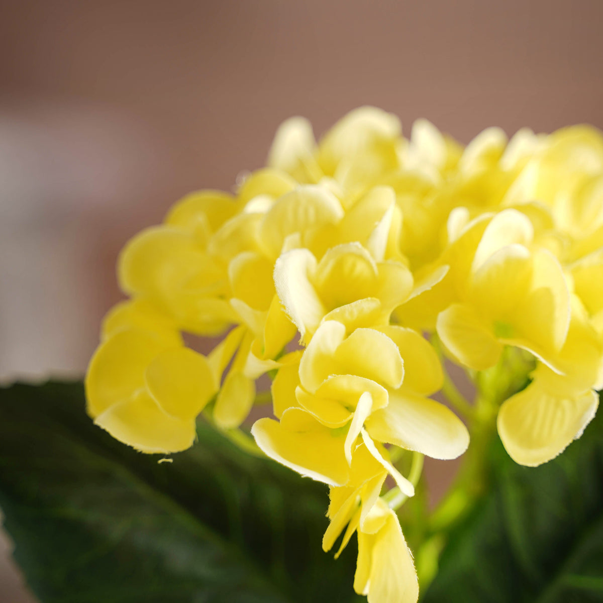 Hydrangea Blossom Nestasia