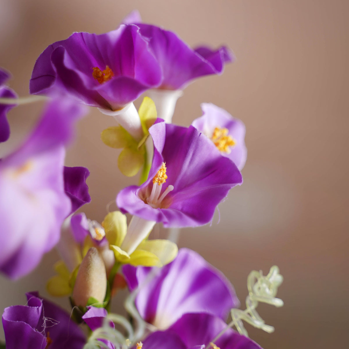 Colorful Flowers Nestasia