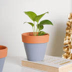 Brown Rim Grey Clay Pot Set Of 2 Nestasia