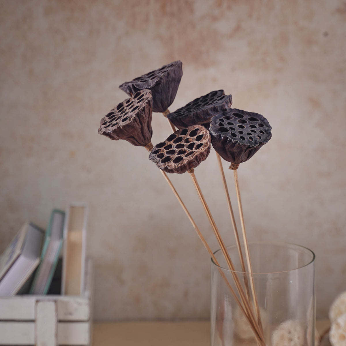 Lotus Seed Pod Nestasia