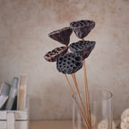 Lotus Seed Pod Nestasia