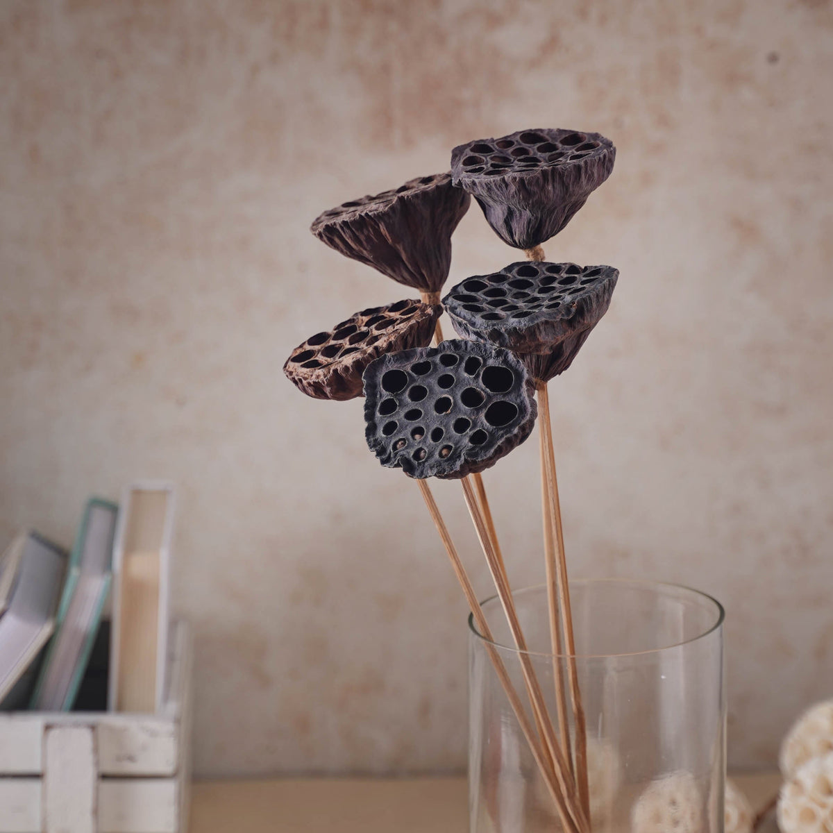 Lotus Seed Pod Nestasia