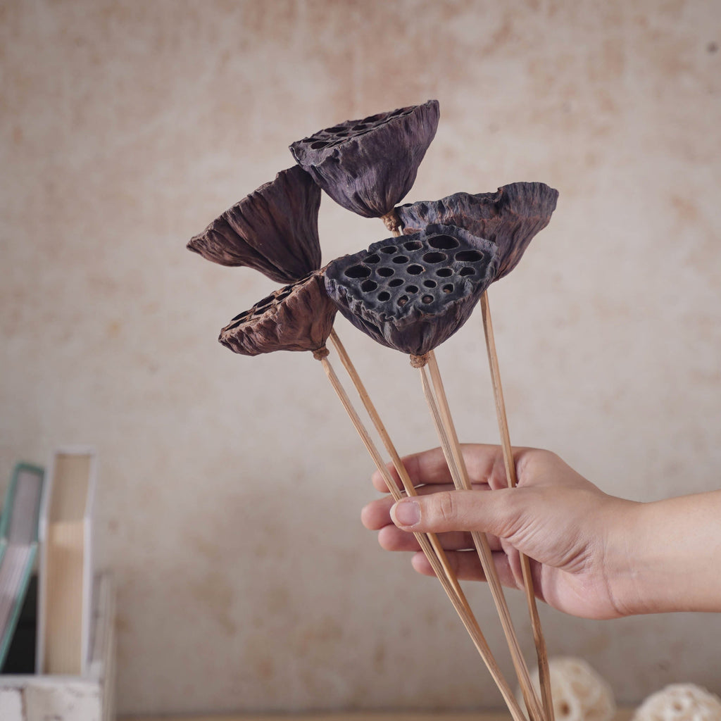 Lotus Seed Pod Nestasia
