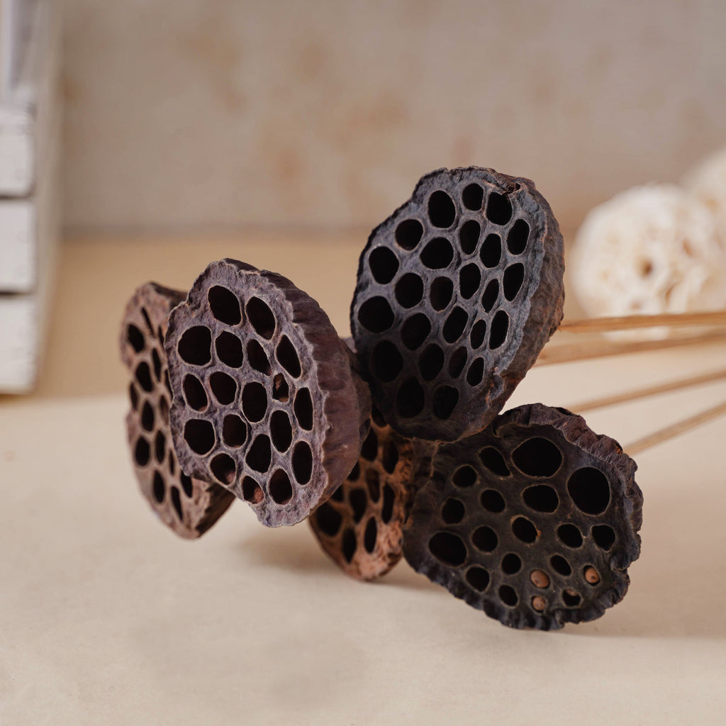 Lotus Seed Pod Nestasia