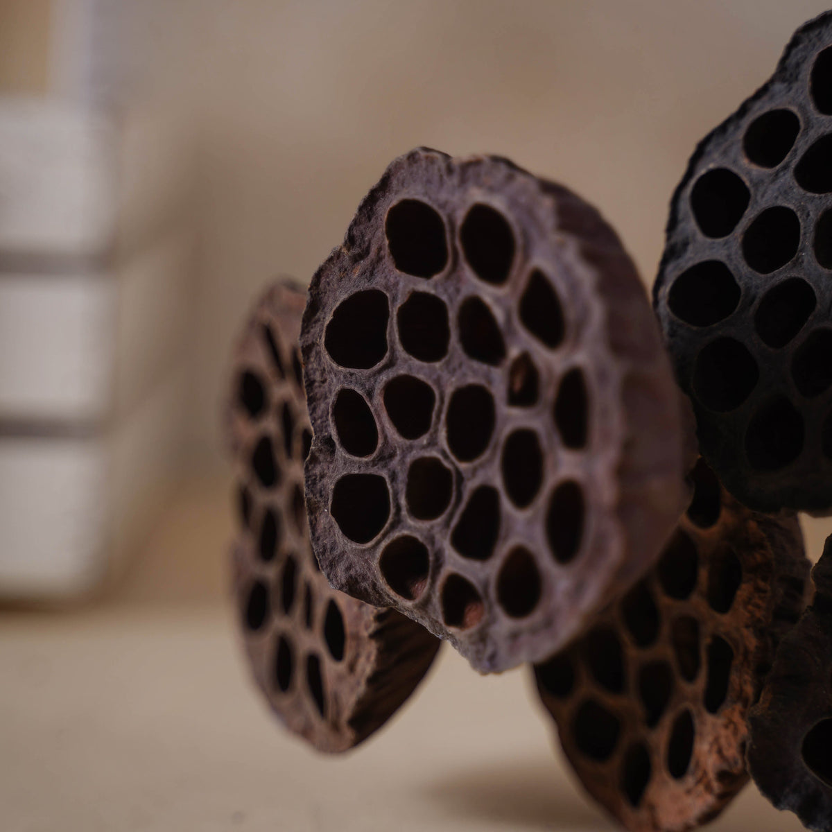 Lotus Seed Pod Nestasia