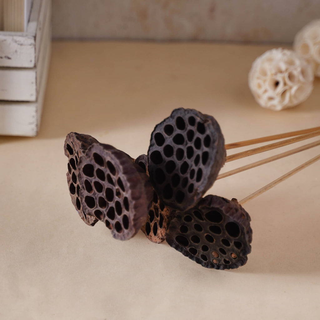 Lotus Seed Pod Nestasia