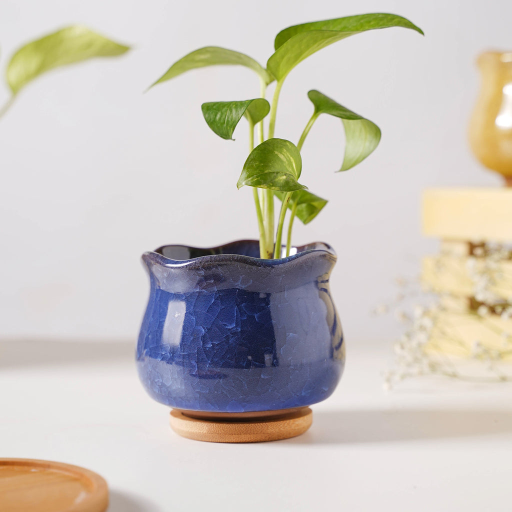 Botanica Azure Ceramic Planter With Coaster Nestasia
