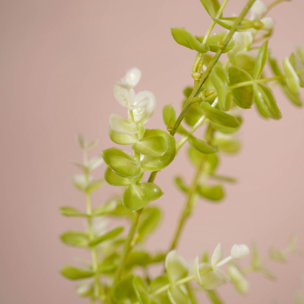 Imitation Leaves Nestasia