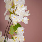 Bougainvillea Flower Nestasia