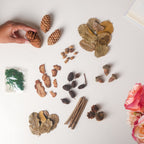 Natural Dried Flowers Nestasia