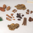 Natural Dried Flowers Nestasia