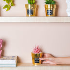 Faux Succulent Pot Nestasia