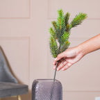 Pine Leaves Nestasia