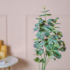 Eucalyptus Leaf Stem Nestasia