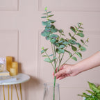Eucalyptus Leaf Stem Nestasia
