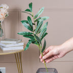 Lush Green Foliage Nestasia