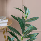 Lush Green Foliage Nestasia