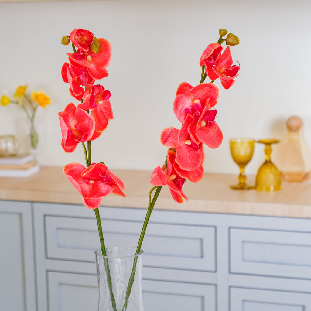 Moth Orchid Flower Nestasia