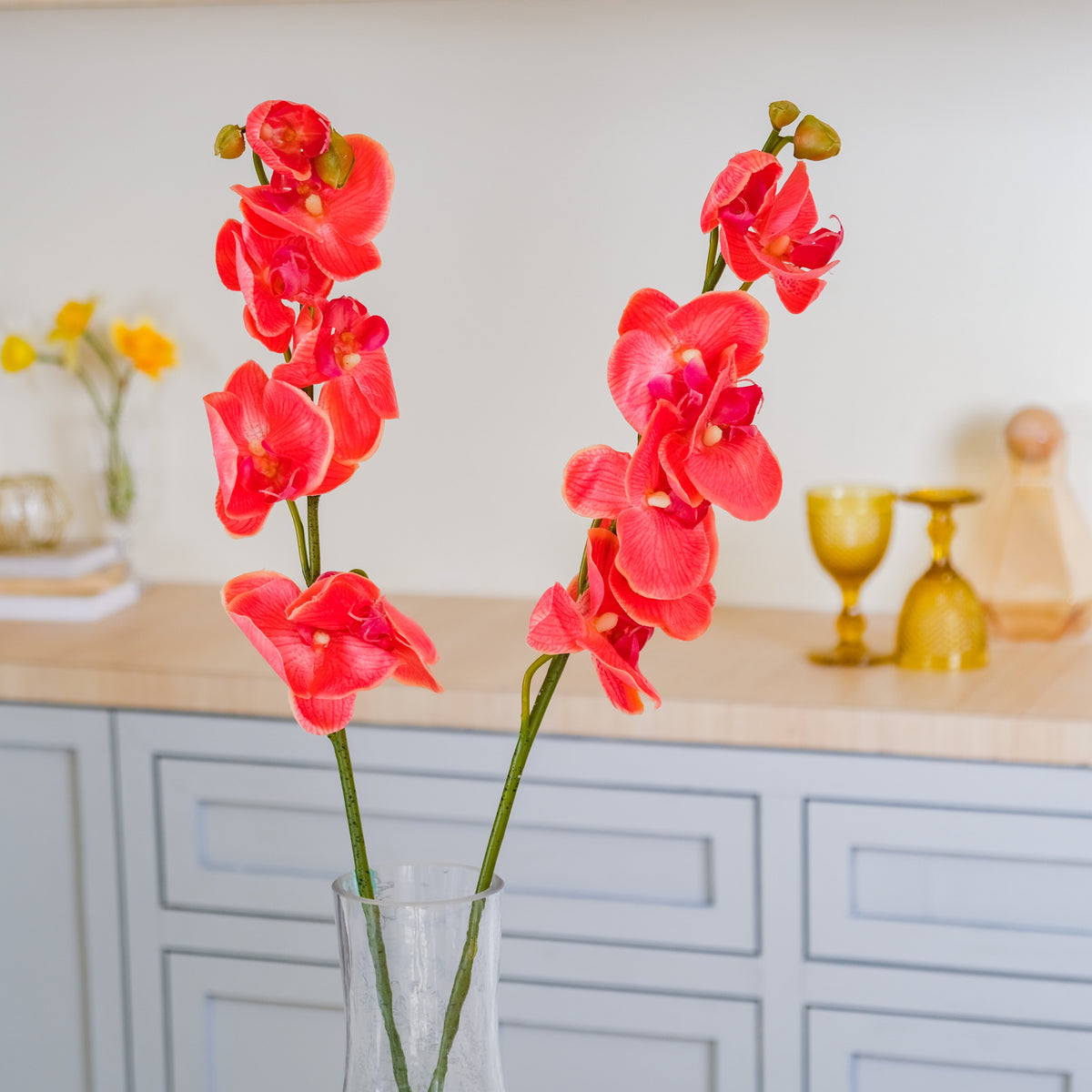 Moth Orchid Flower Nestasia
