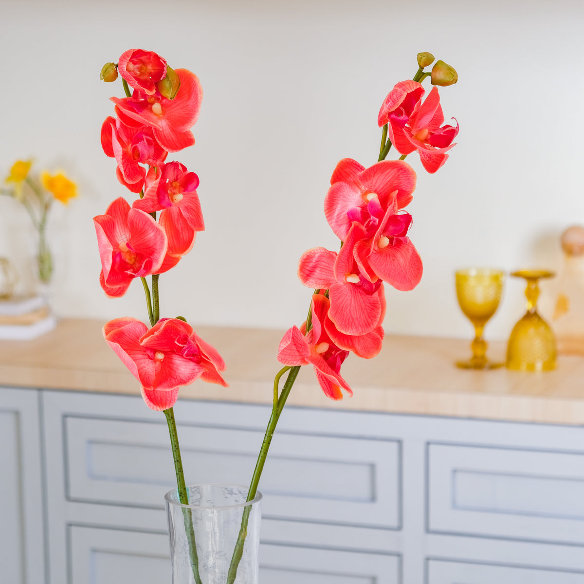 Moth Orchid Flower Nestasia