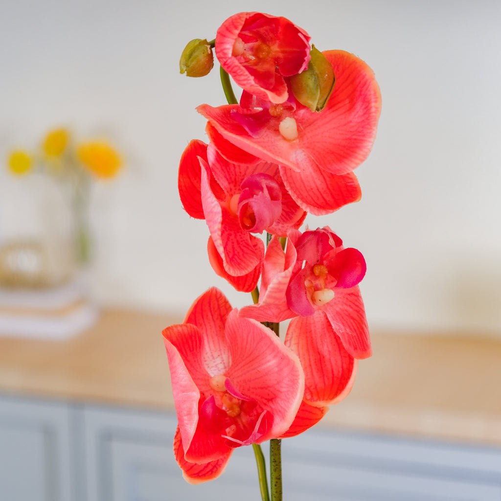 Moth Orchid Flower Nestasia