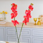 Moth Orchid Flower Nestasia
