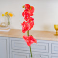 Moth Orchid Flower Nestasia