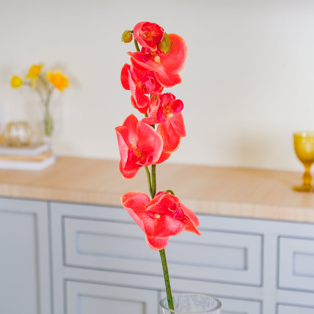 Moth Orchid Flower Nestasia