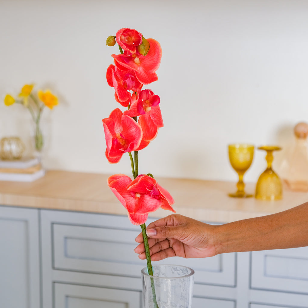 Moth Orchid Flower Nestasia