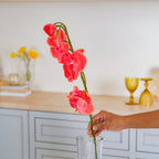 Moth Orchid Flower Nestasia