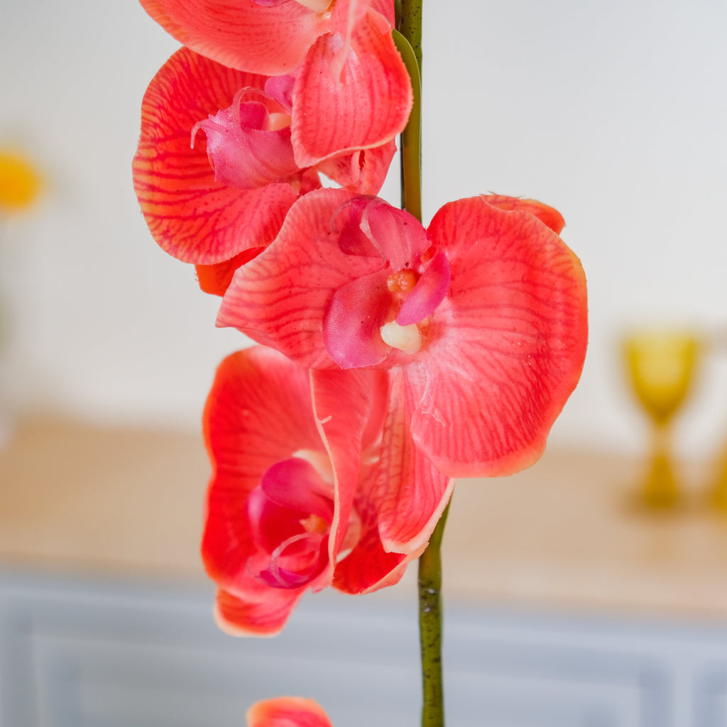 Moth Orchid Flower Nestasia