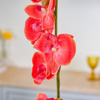 Moth Orchid Flower Nestasia