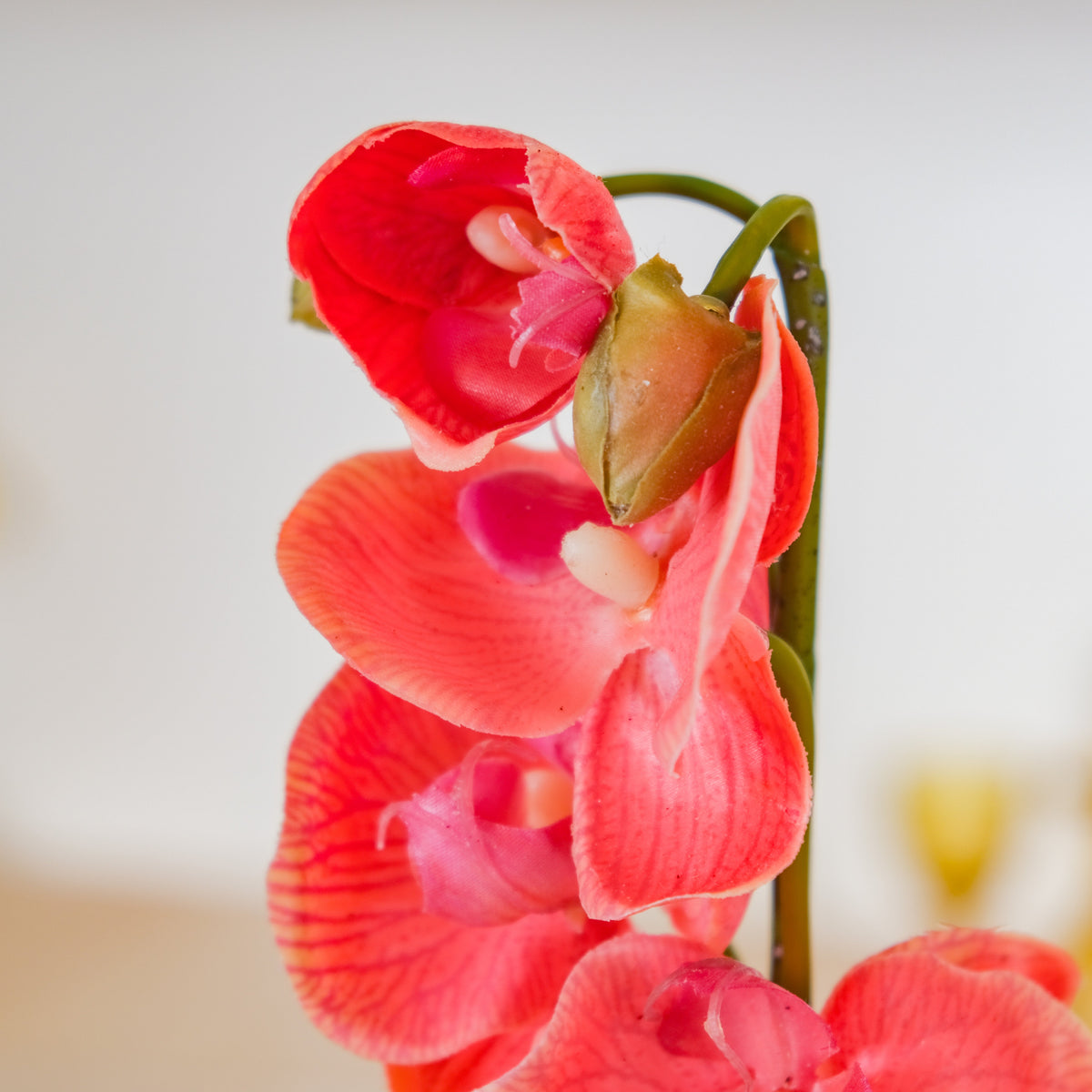 Moth Orchid Flower Nestasia
