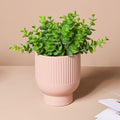 Dusky Pink Glazed Pot Nestasia