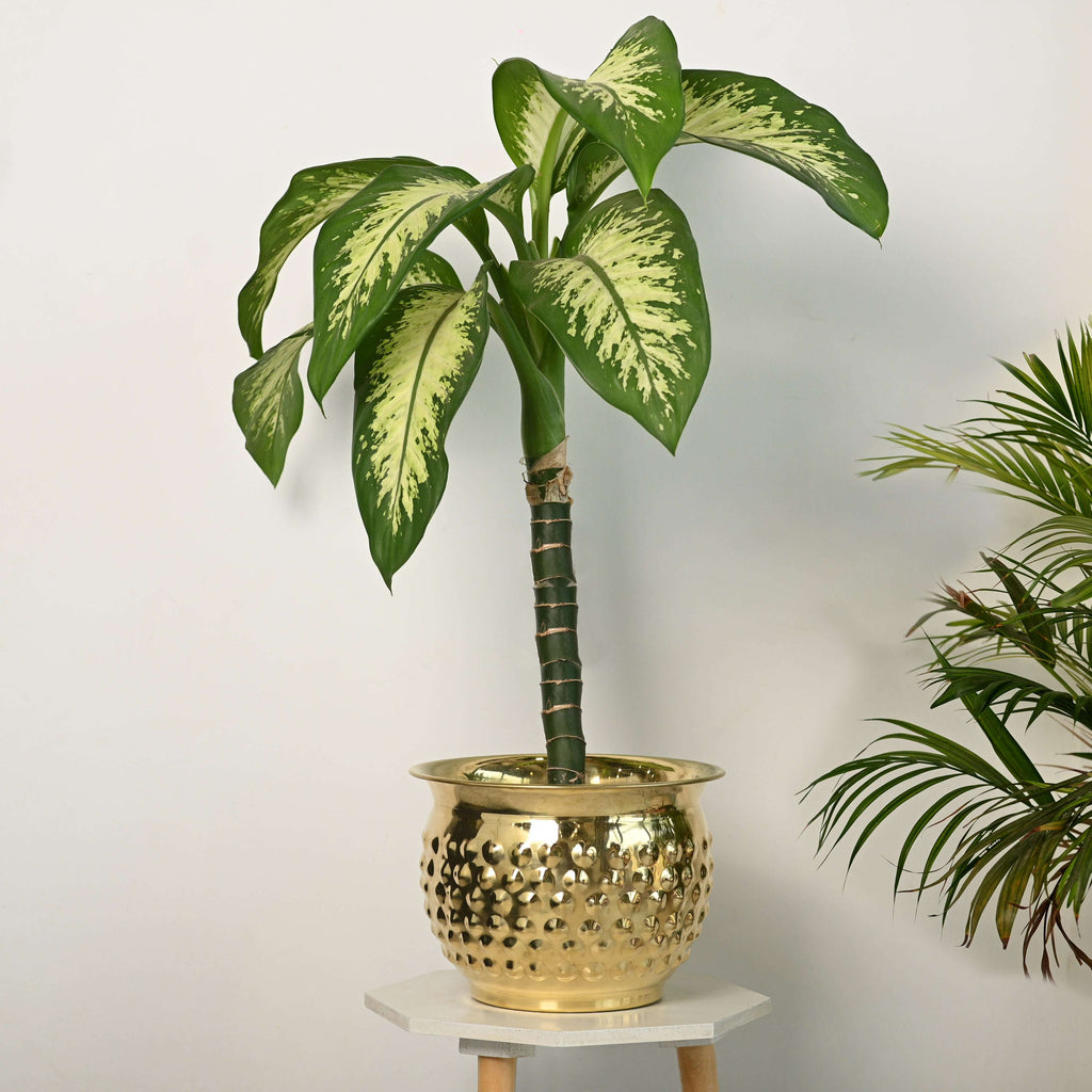 Brass Hammered Bucket Planter Pot Vedansh Craft