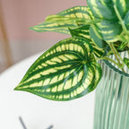 Artificial Peperomia Watermelon Leaves Set Of 2 Nestasia