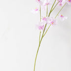 Dancing Orchid Nestasia