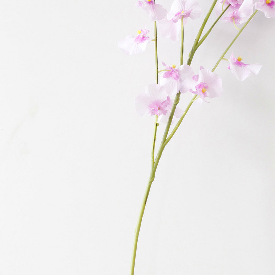 Dancing Orchid Nestasia
