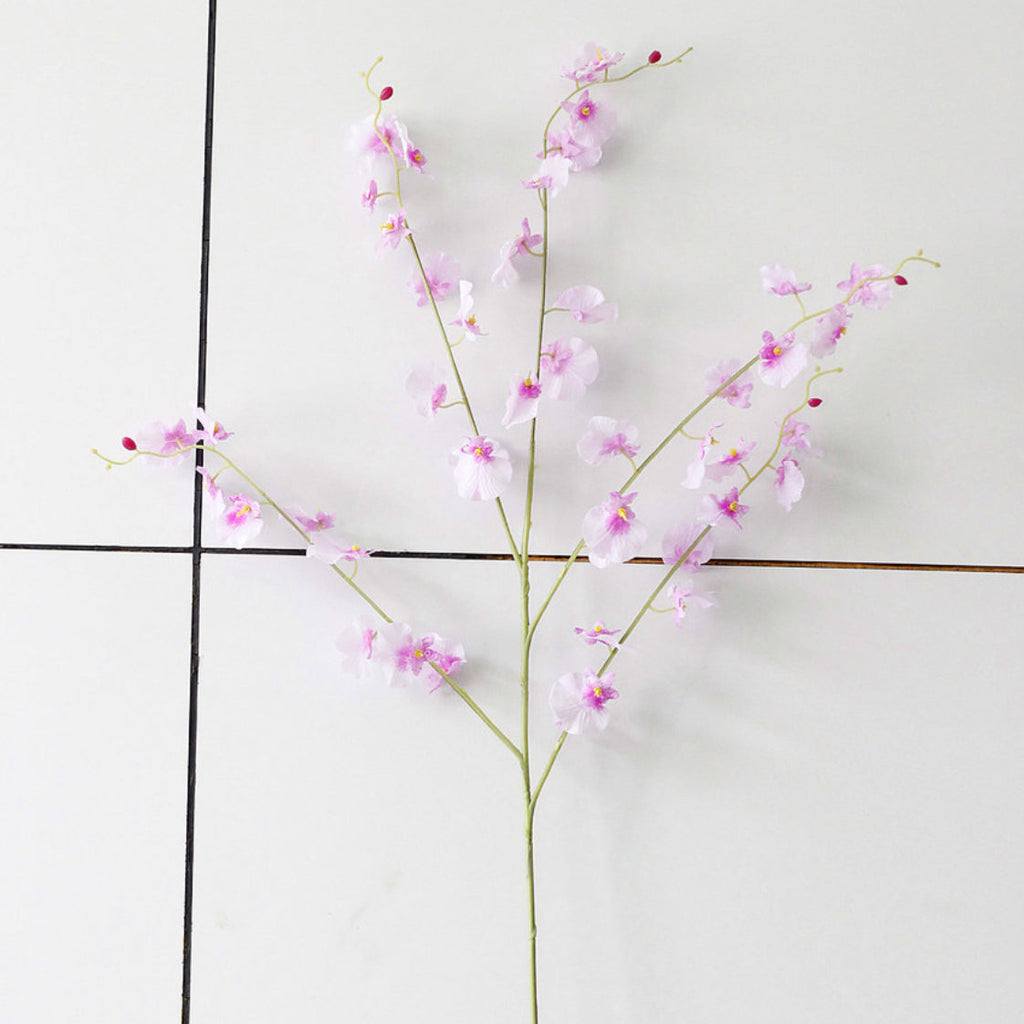 Dancing Orchid Nestasia